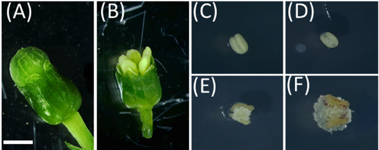 Fig. 1. Fig. 1.