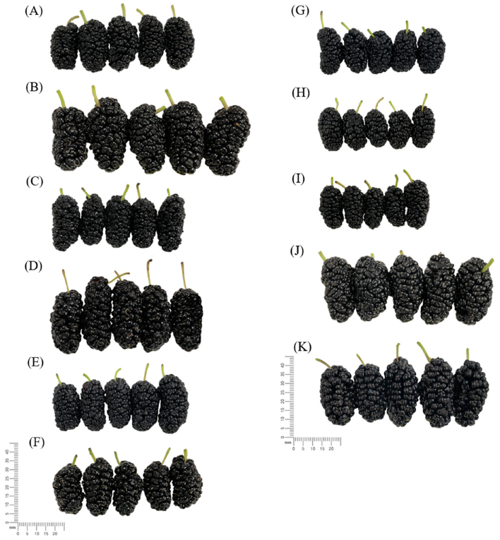 Fig. 1. Fig. 1.