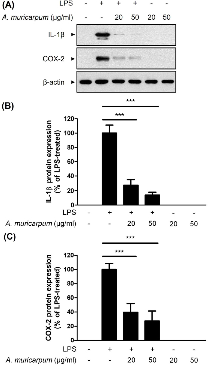 Fig. 2. Fig. 2.