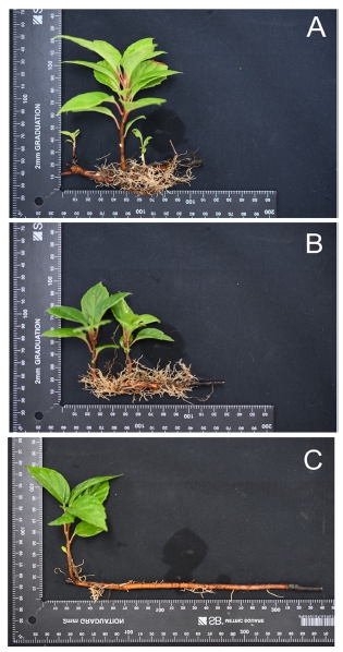 Fig. 3. Fig. 3.