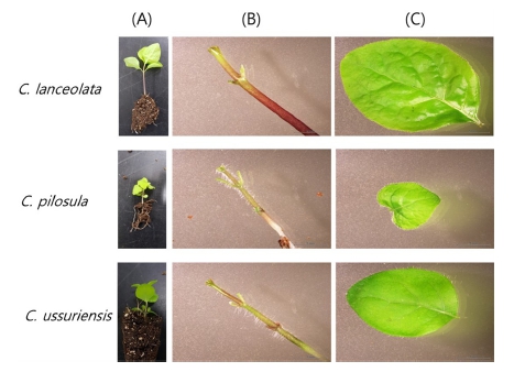 Fig. 1. Fig. 1.
