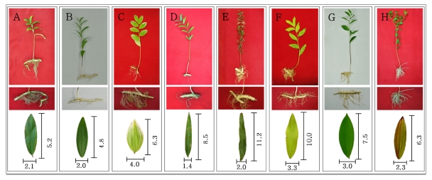 Fig. 1. Fig. 1.
