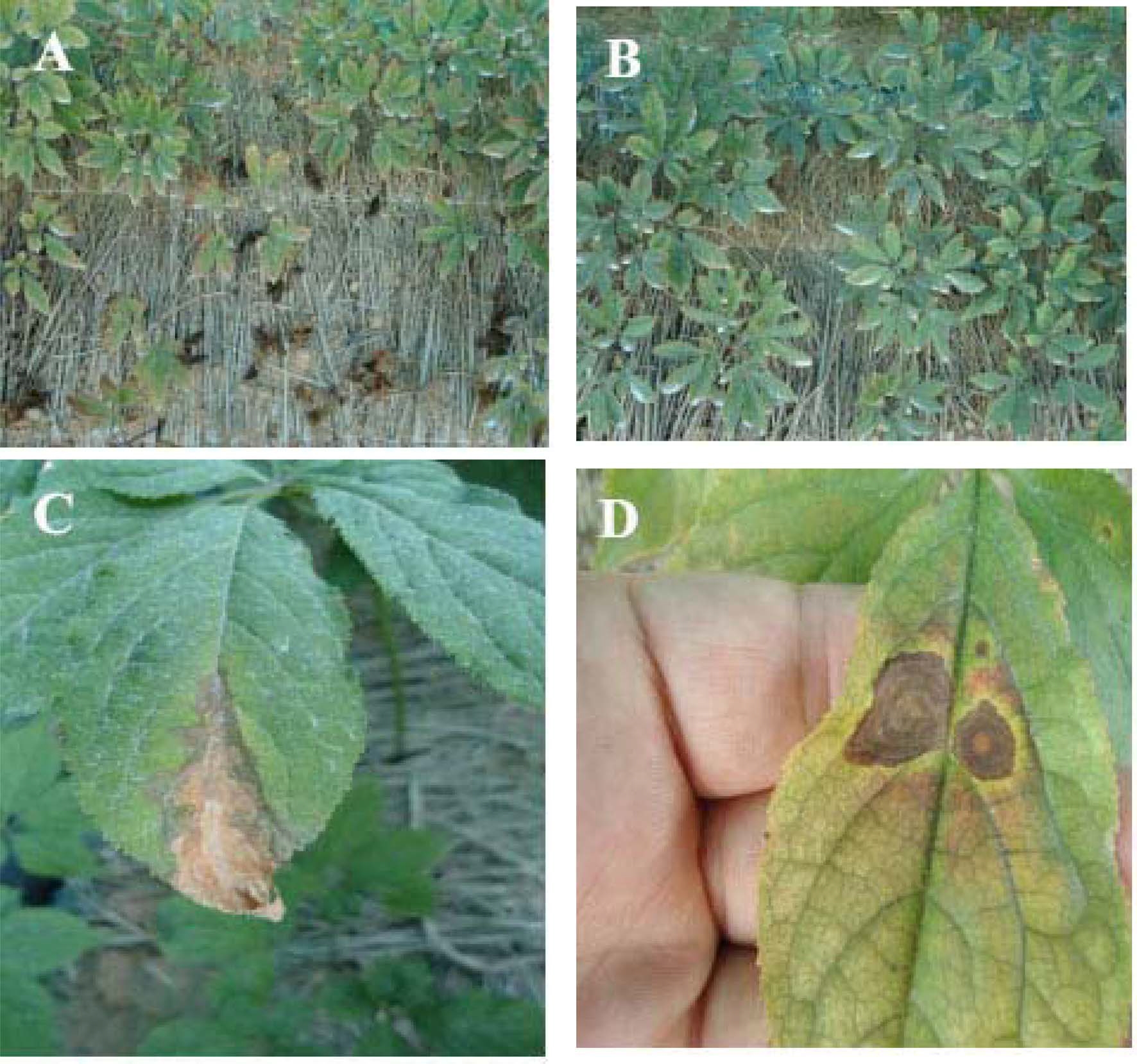 Fig. 2. Fig. 2.