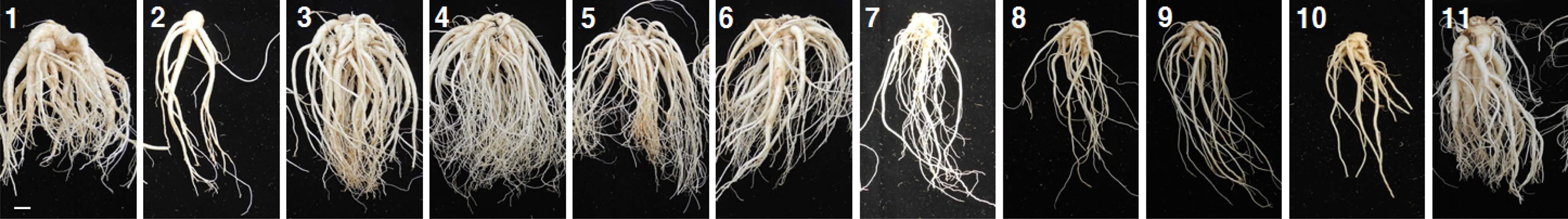 Fig. 1. Fig. 1.