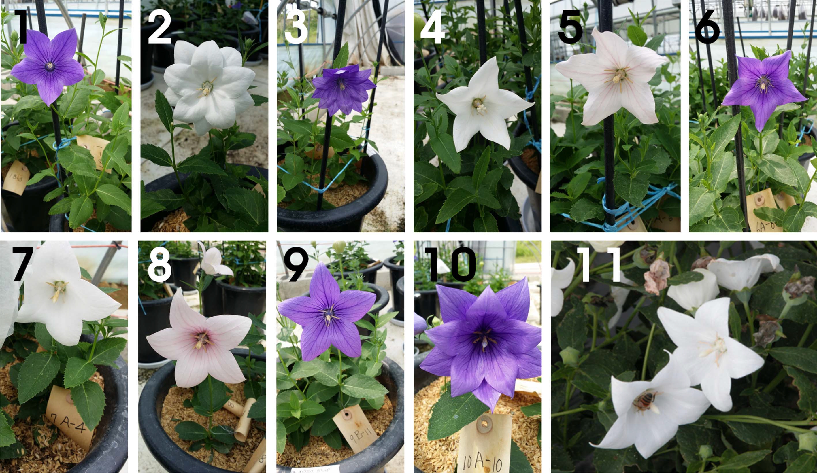 Fig. 2. Fig. 2.