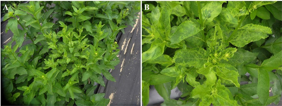 Fig. 1. Fig. 1.