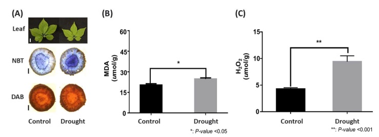Fig. 2. Fig. 2.