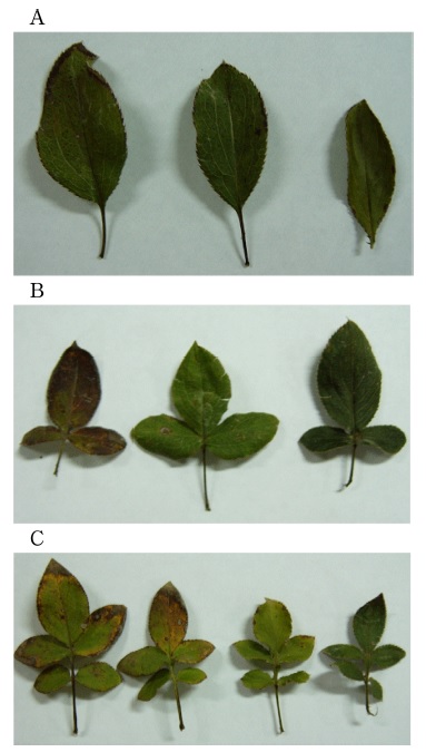 Fig. 4. Fig. 4.