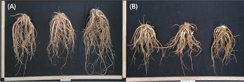 Fig. 2. Fig. 2.