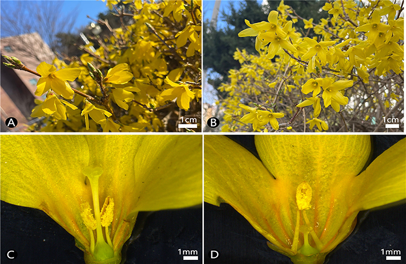 Fig. 1. Fig. 1.