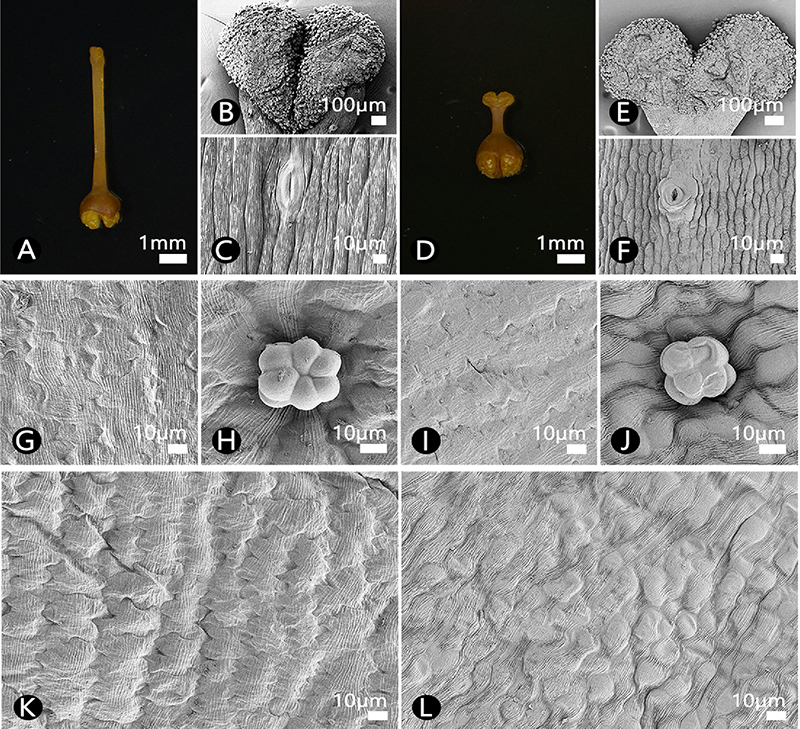 Fig. 4. Fig. 4.